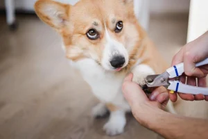 pet nail trimming tips for beginners